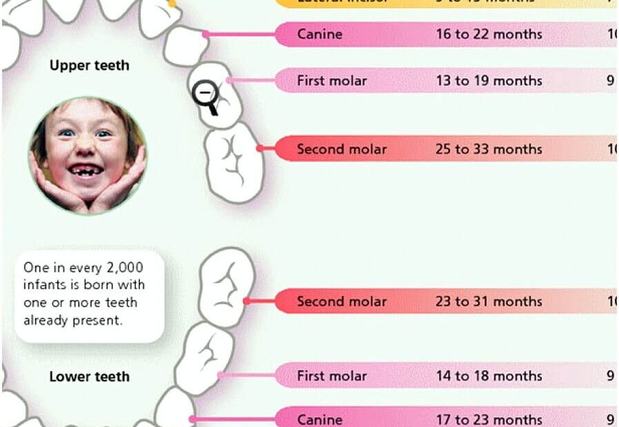 12 Free Download Best Printable Teeth Chart For Your Baby Mous Syusa