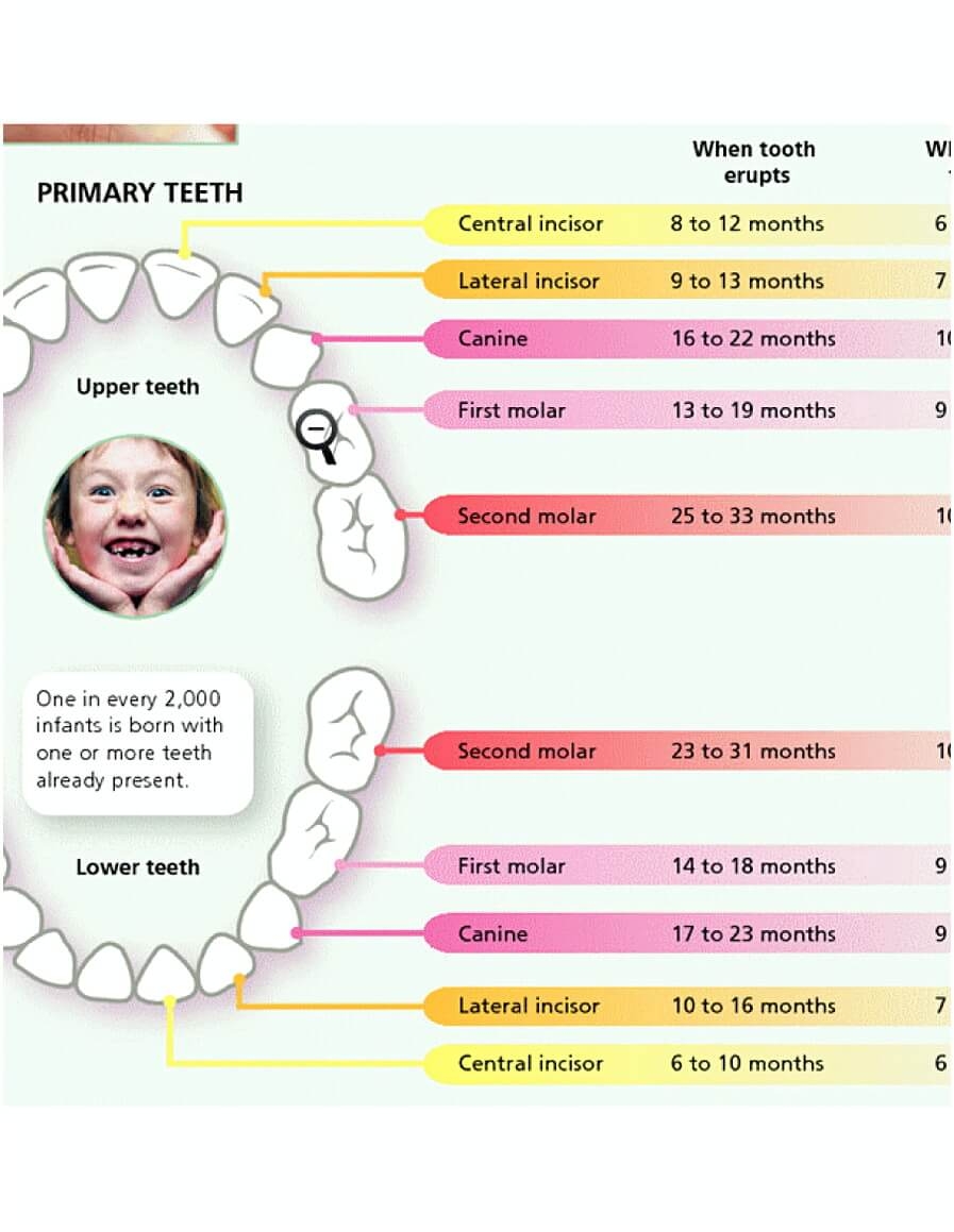 12 Free Download Best Printable Teeth Chart For Your Baby Mous Syusa