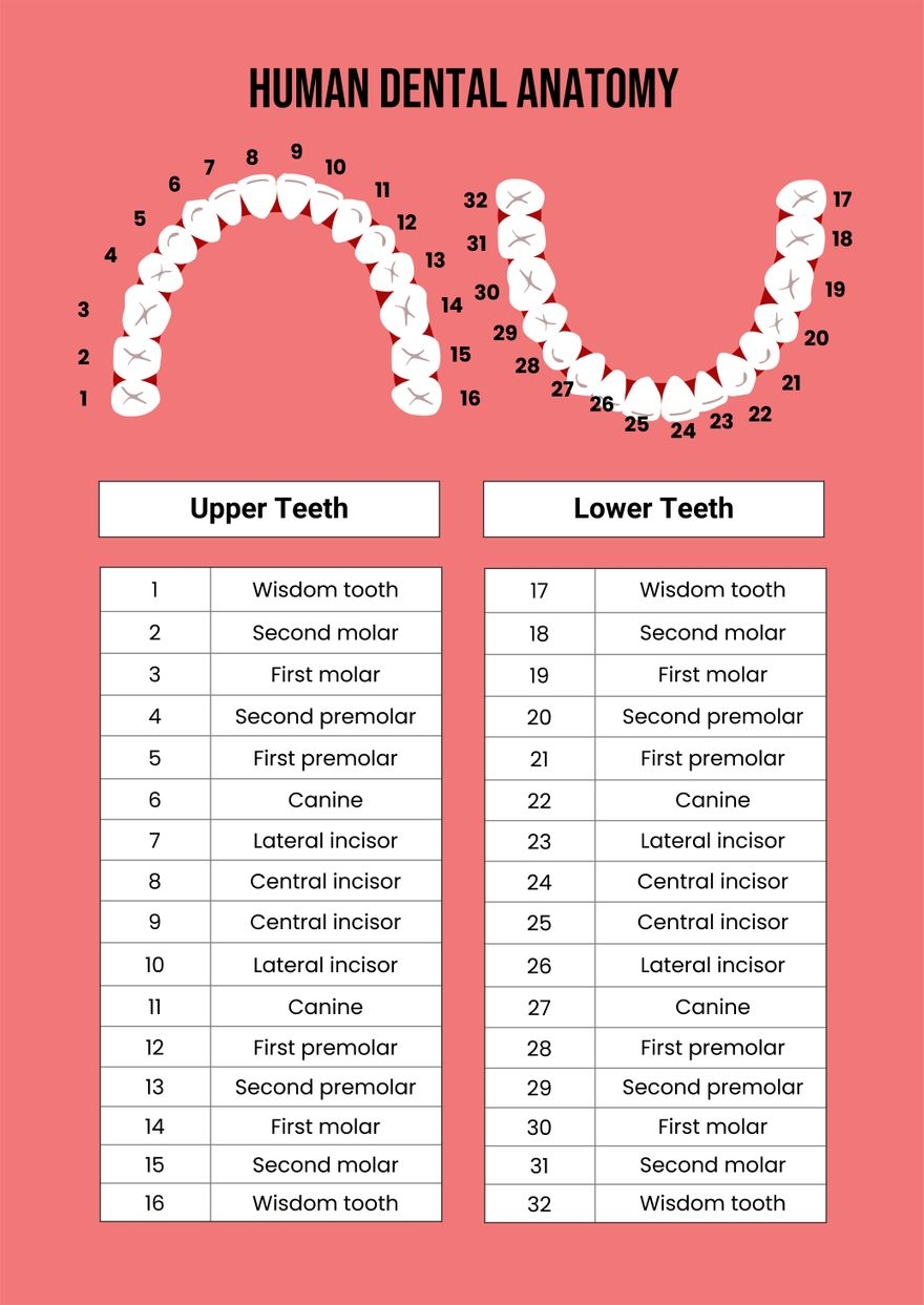 Canine Dental Chart In Illustrator PDF Download Template