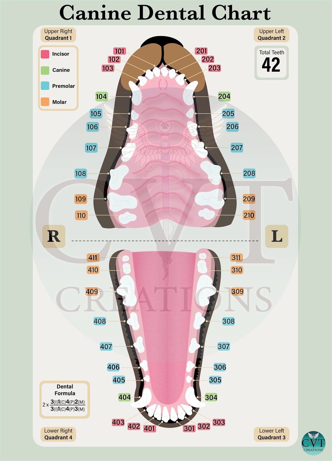 Canine Dental Chart Printable