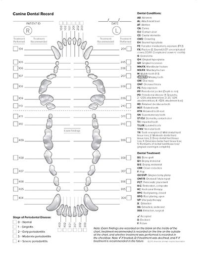 Canine Dental Chart Template Printable