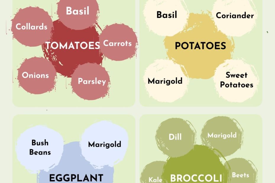 Companion Planting Chart Printable Lights Crystal