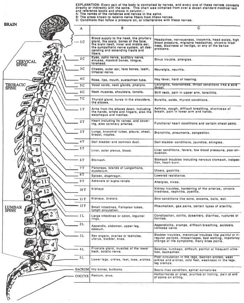 Dermatome Chart Printable Adams Printable Map