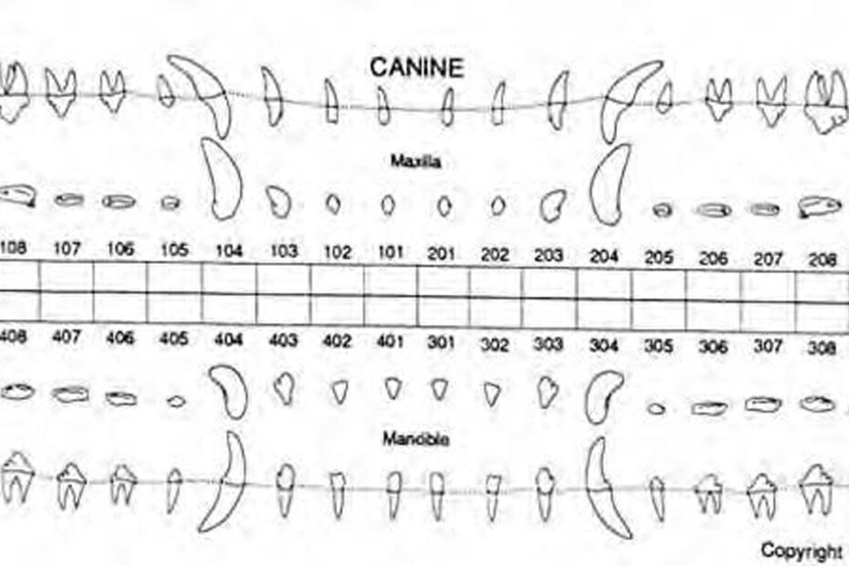 Dog Canine Dental Chart Full Size Printable FREE Printables
