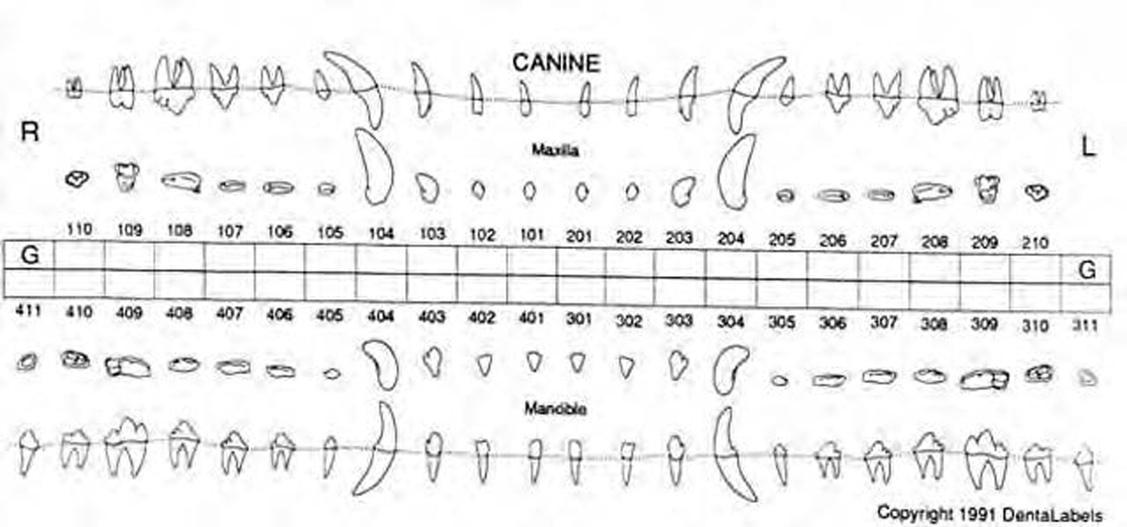 Dog Canine Dental Chart Full Size Printable FREE Printables