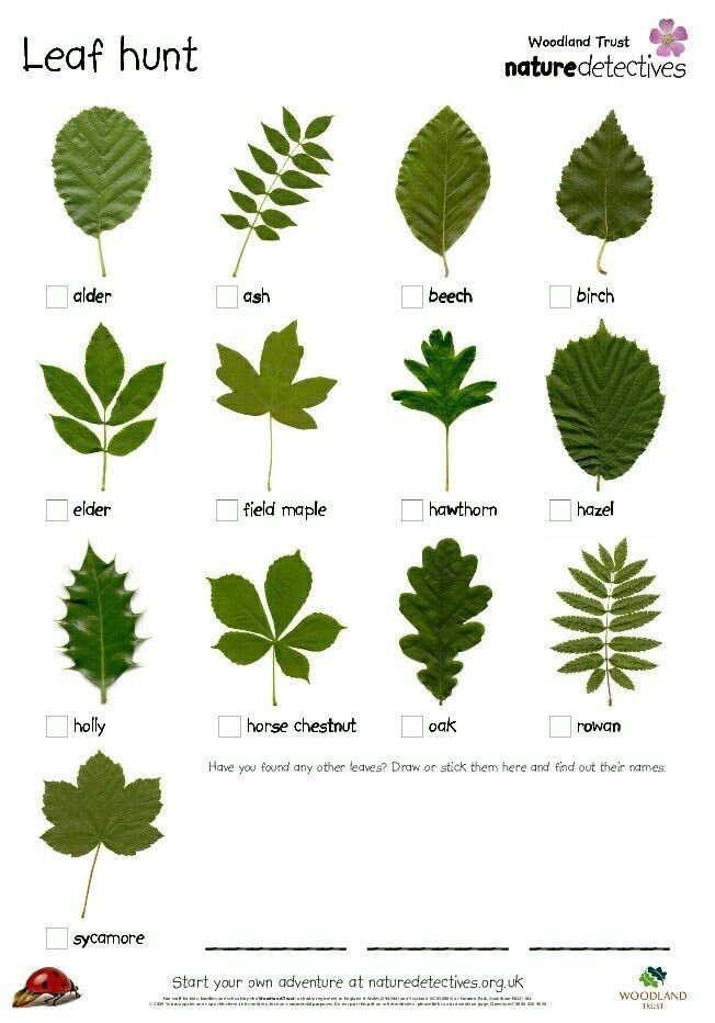 Oak Tree Leaf Identification Chart Images Thepoetandtheplant 