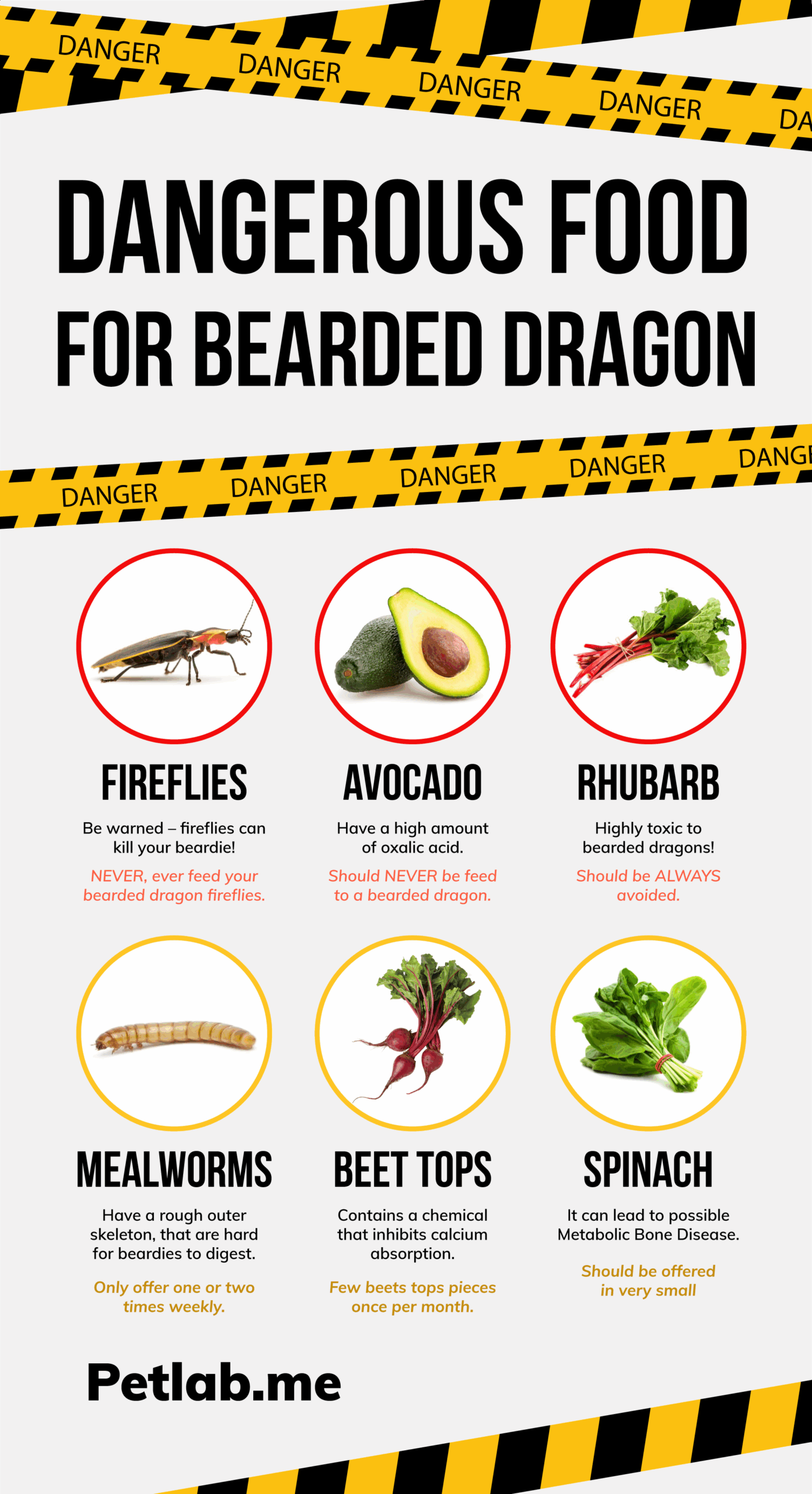 Printable Bearded Dragon Food Chart
