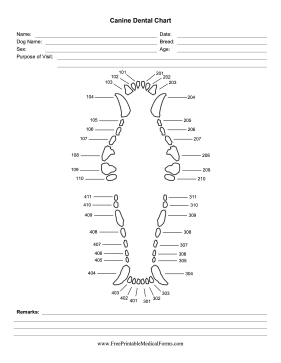 Printable Canine Dental Chart