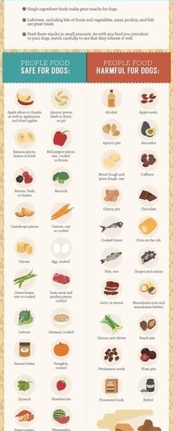 Printable Dog Safe Food Chart Discount USA Www pinnaxis
