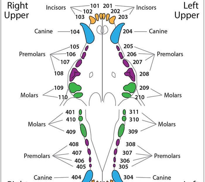 Printable Puppy Teeth Chart