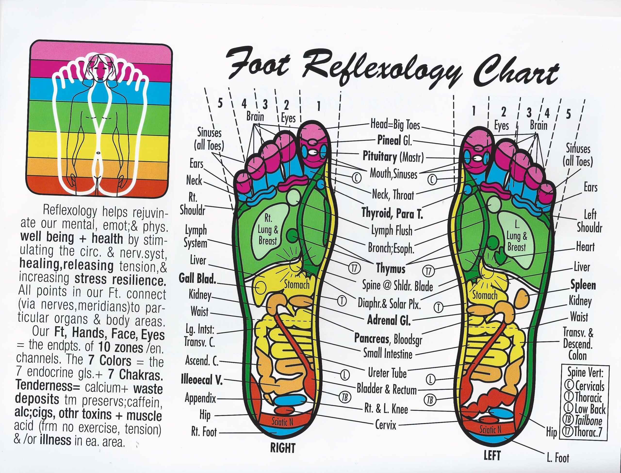 Printable Reflexology Foot Chart Printable New Year Banners