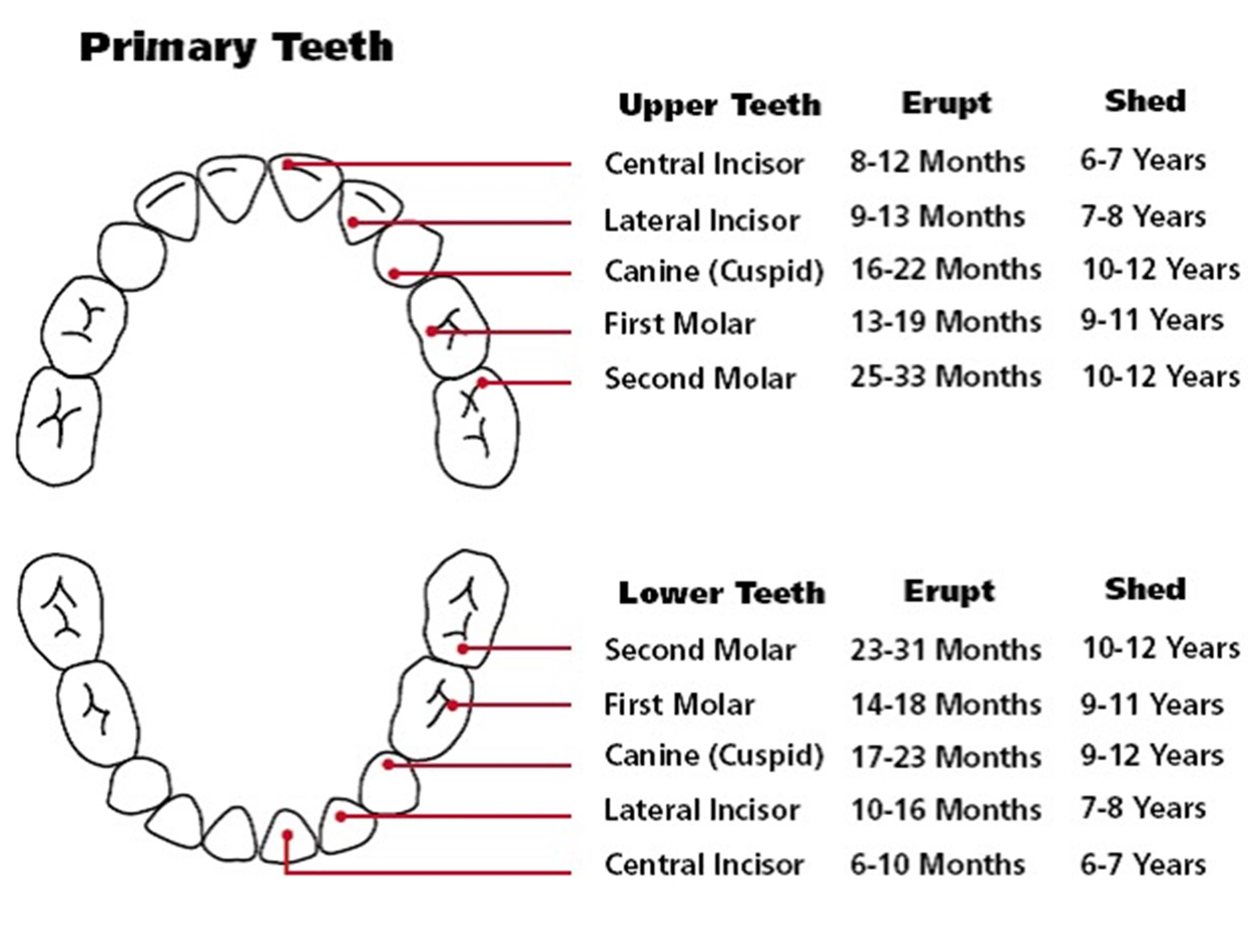 Printable Teeth Chart Printable Word Searches