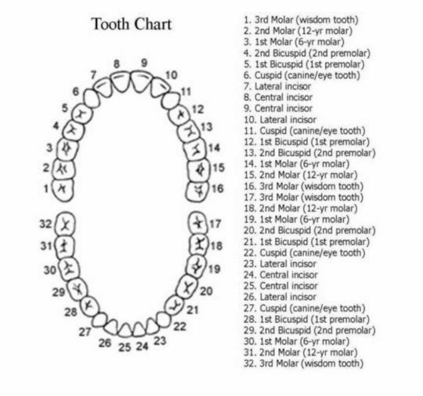 Printable Teeth Chart Printable Word Searches