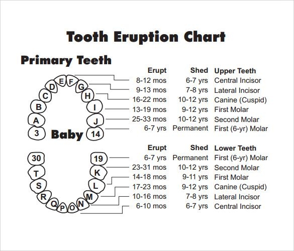 Printable Tooth Chart With Numbers And Letters