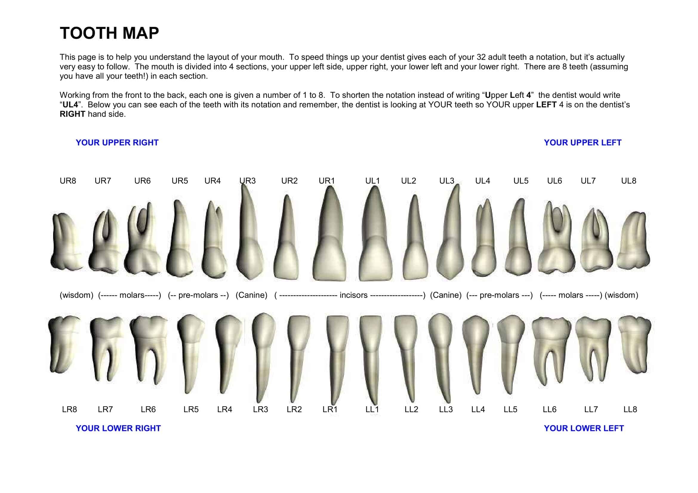 Printable Tooth Chart With Numbers Prntbl concejomunicipaldechinu gov co