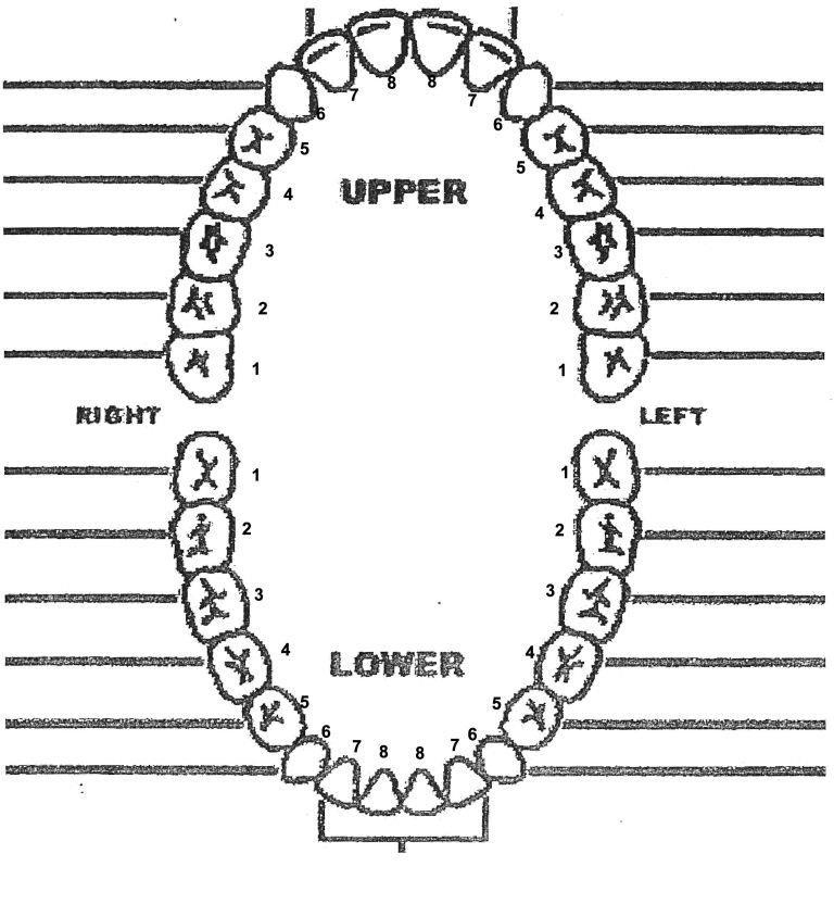 Printable Tooth Chart With Numbers