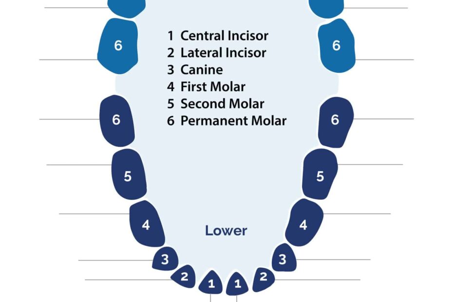 Printable Tooth Numbering Chart Bilarasa