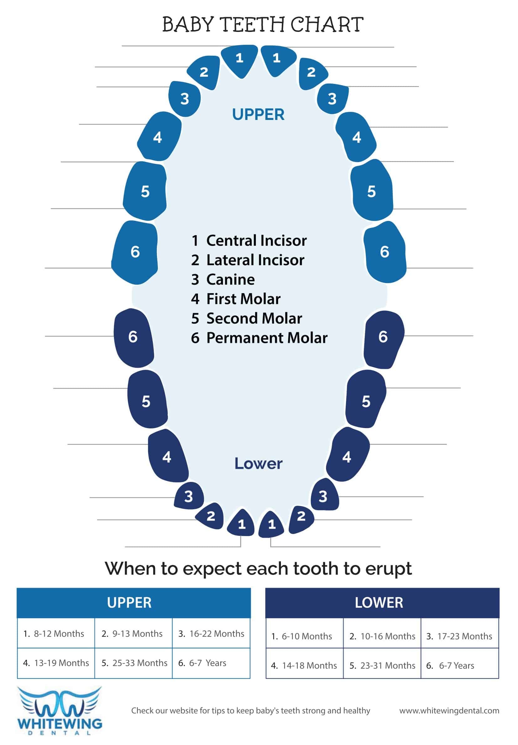 Printable Tooth Numbering Chart Bilarasa