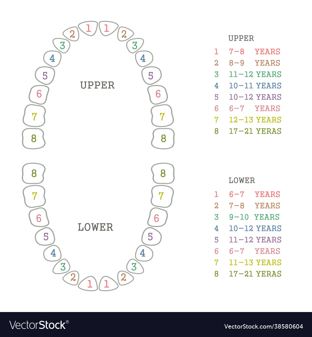 Printable Tooth Surface Chart