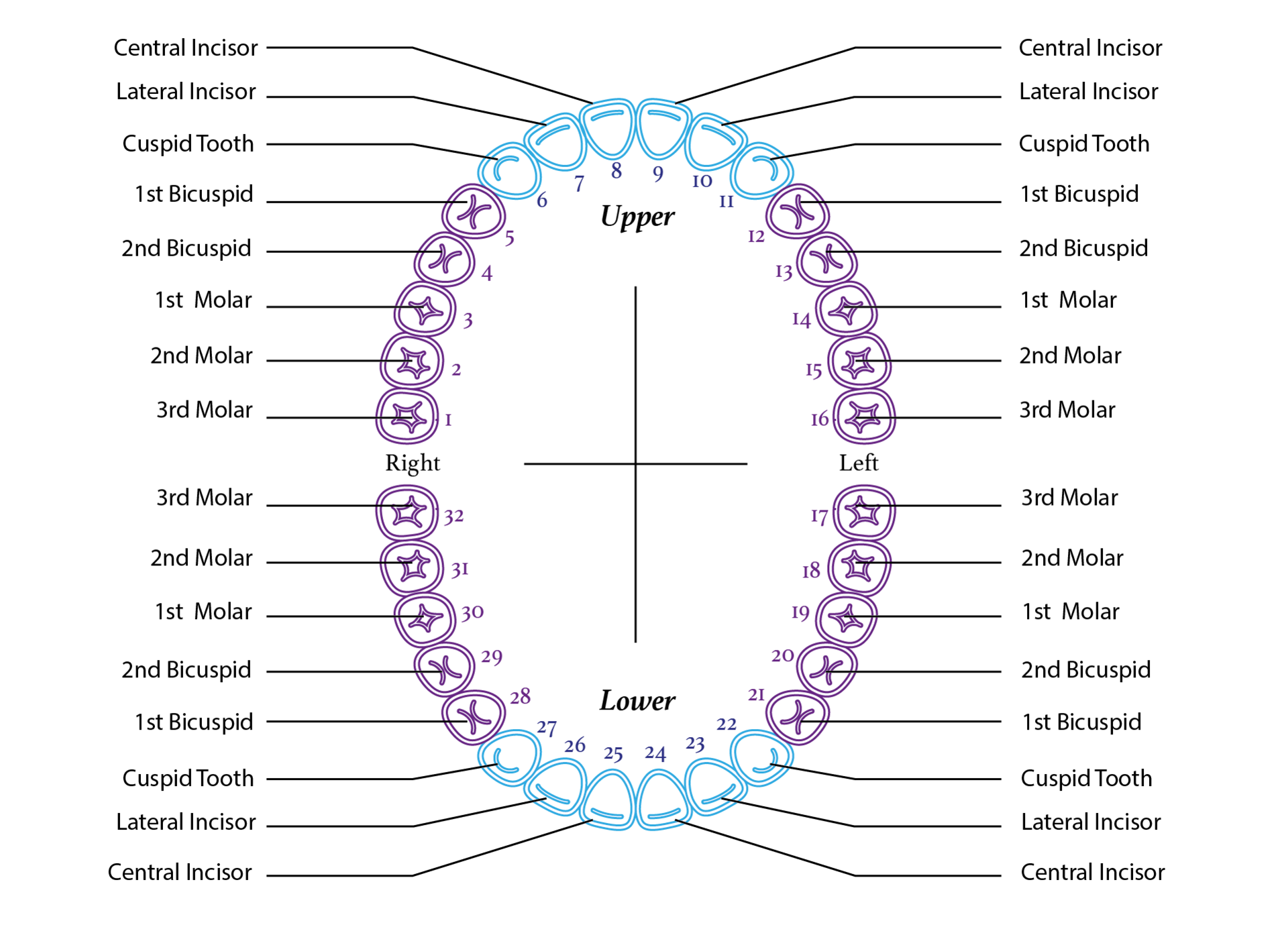 Printable Tooth Surface Chart
