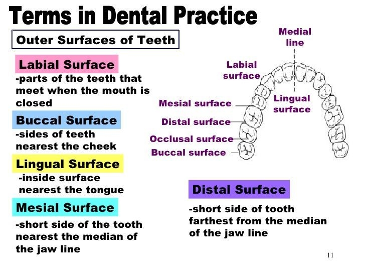 Printable Tooth Surface Chart