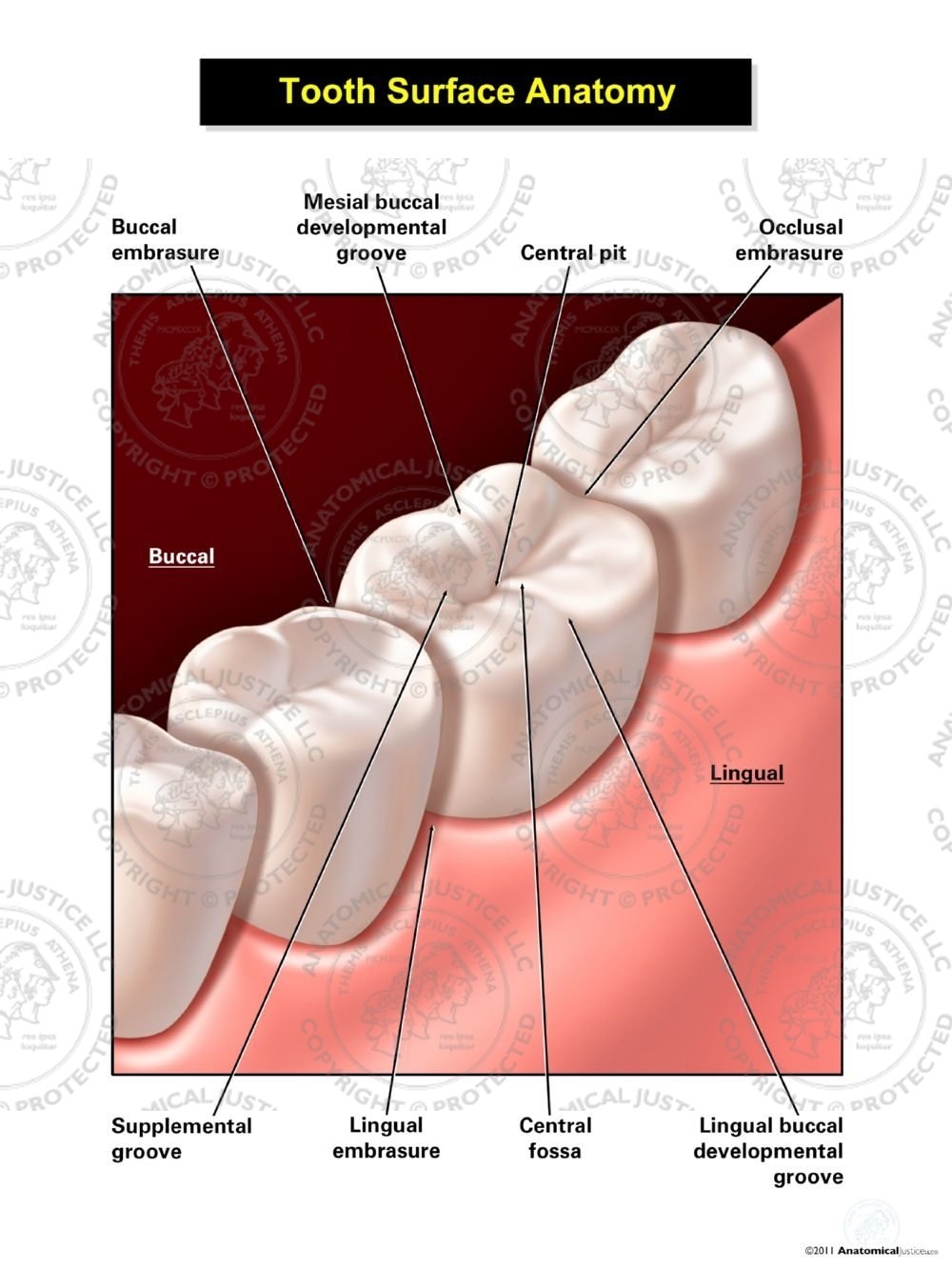 Printable Tooth Surface Chart