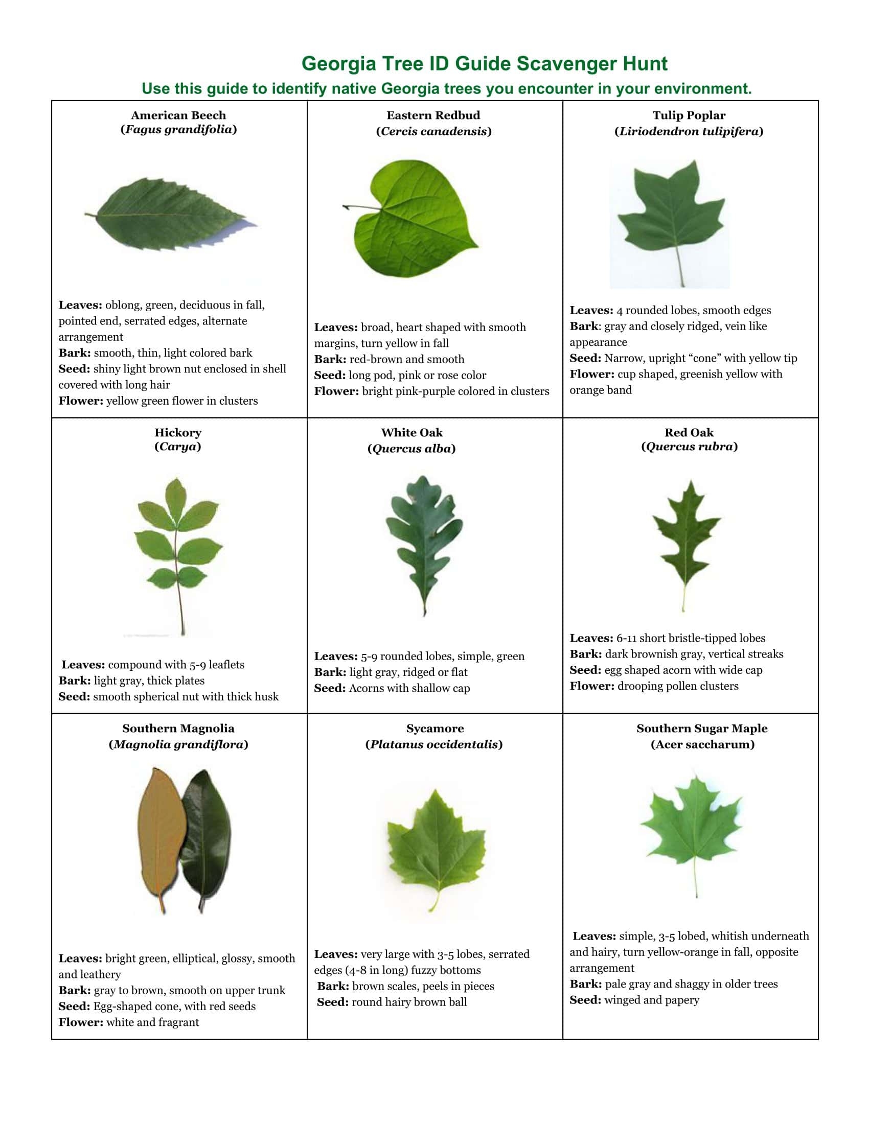 Printable Tree Leaf Identification Chart Baysection