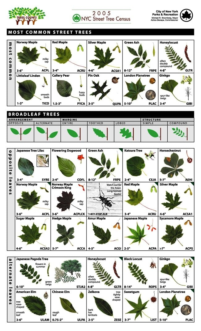 Printable Tree Leaf Identification Chart Baysection
