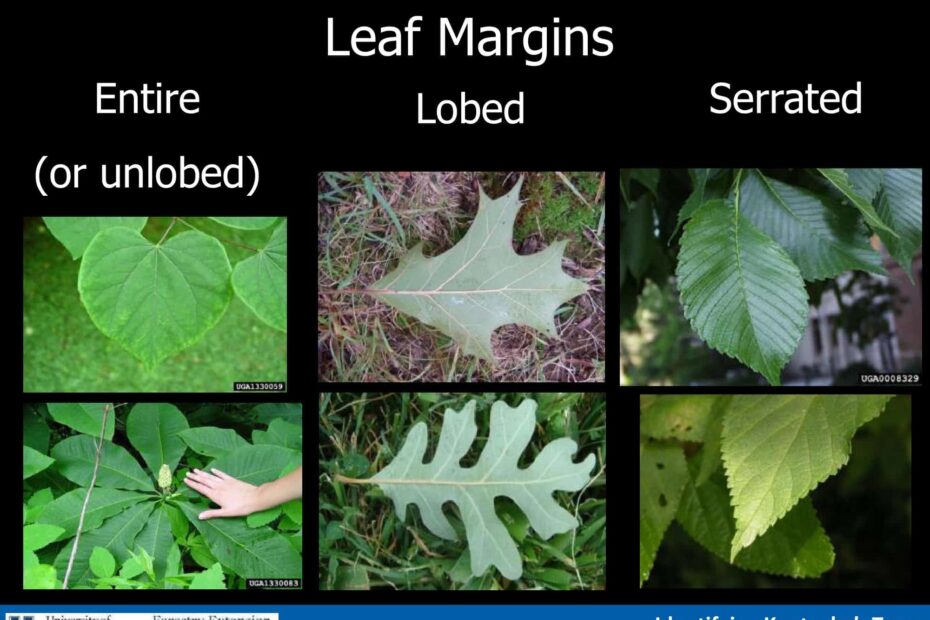 Printable Tree Leaf Identification Chart Lights Crystal