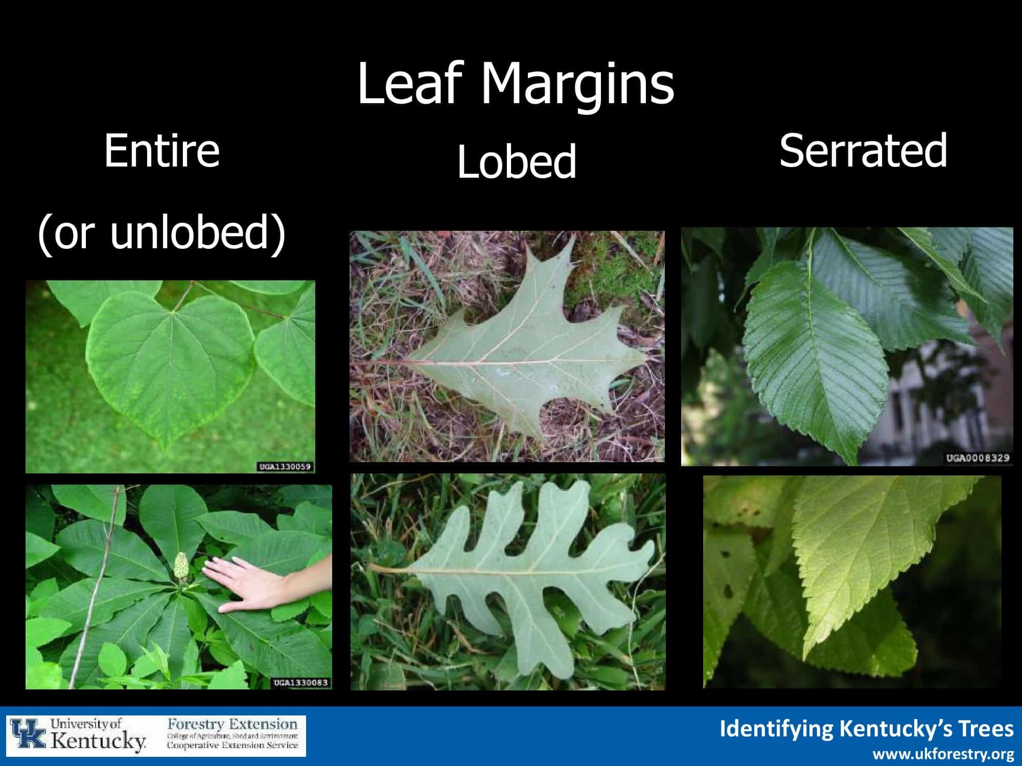 Printable Tree Leaf Identification Chart Lights Crystal