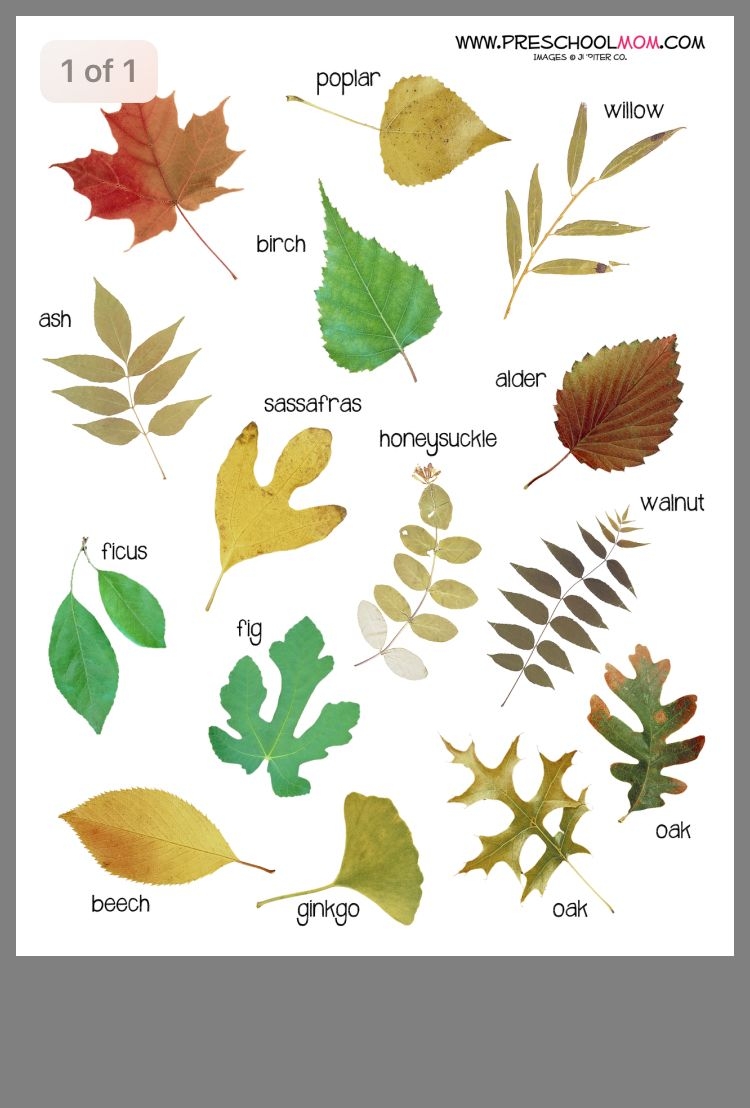 Printable Tree Leaf Identification Chart Printable New Year Banners