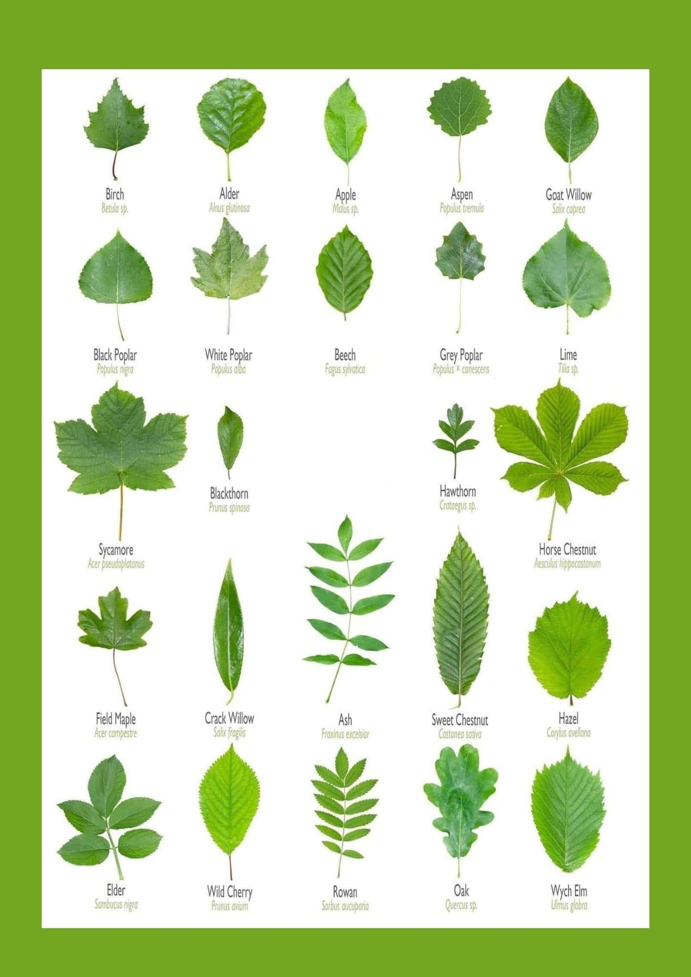 Printable Tree Leaf Identification Chart