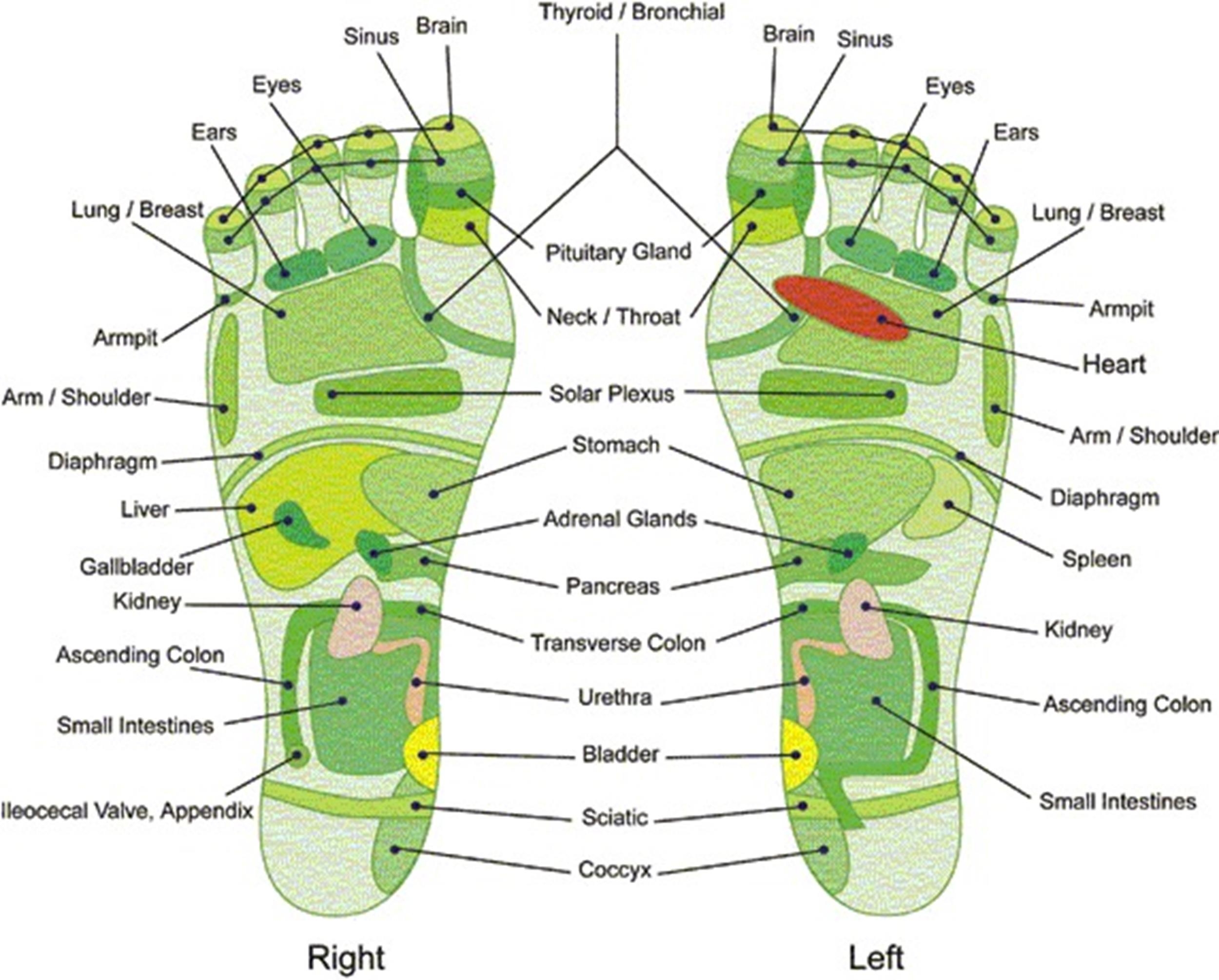 Reflexology Foot Chart Printable Printable Calendar