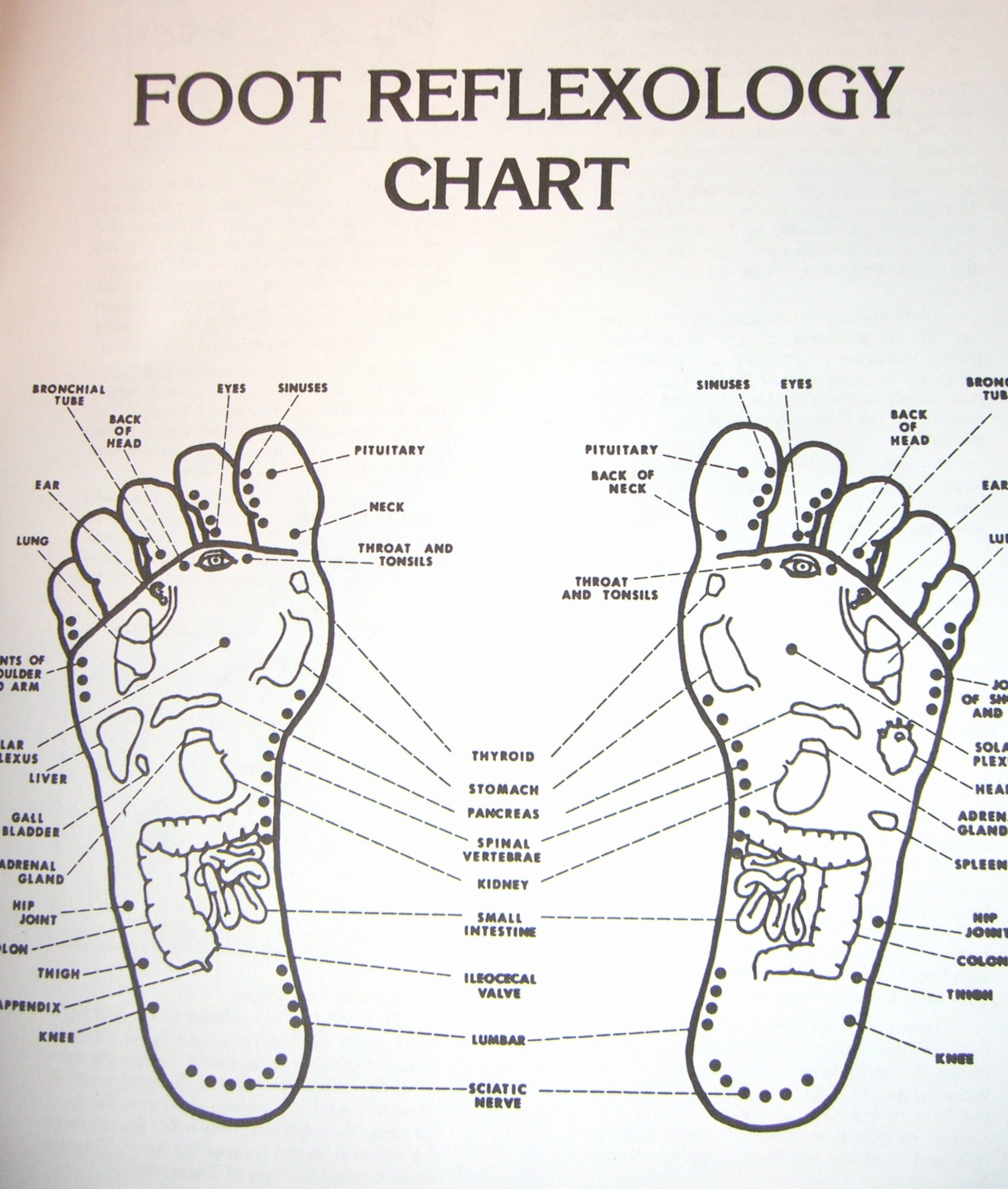 Reflexology Foot Chart Printable Printable Free Templates