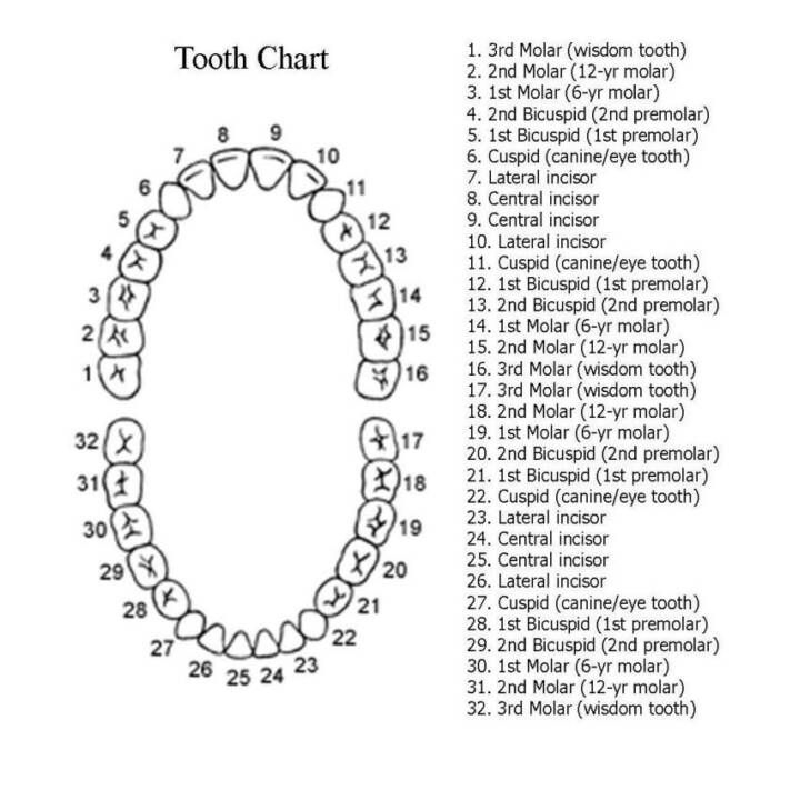 Teeth Chart Printable Numbers Francisco A Aaron