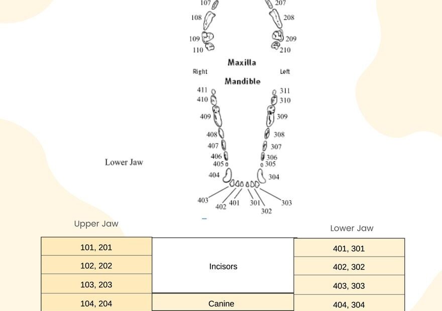 Template Printable Canine Dental Chart FREE Printables