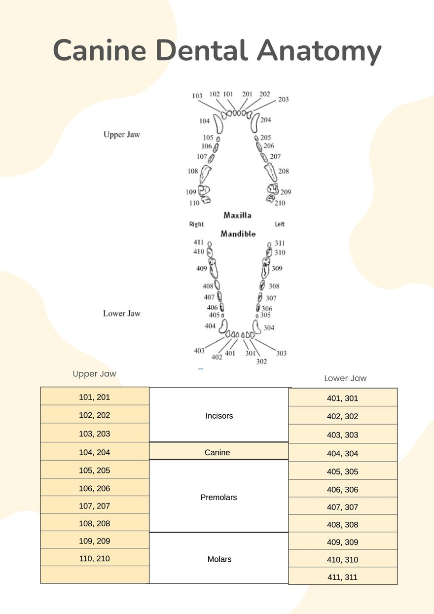 Template Printable Canine Dental Chart FREE Printables