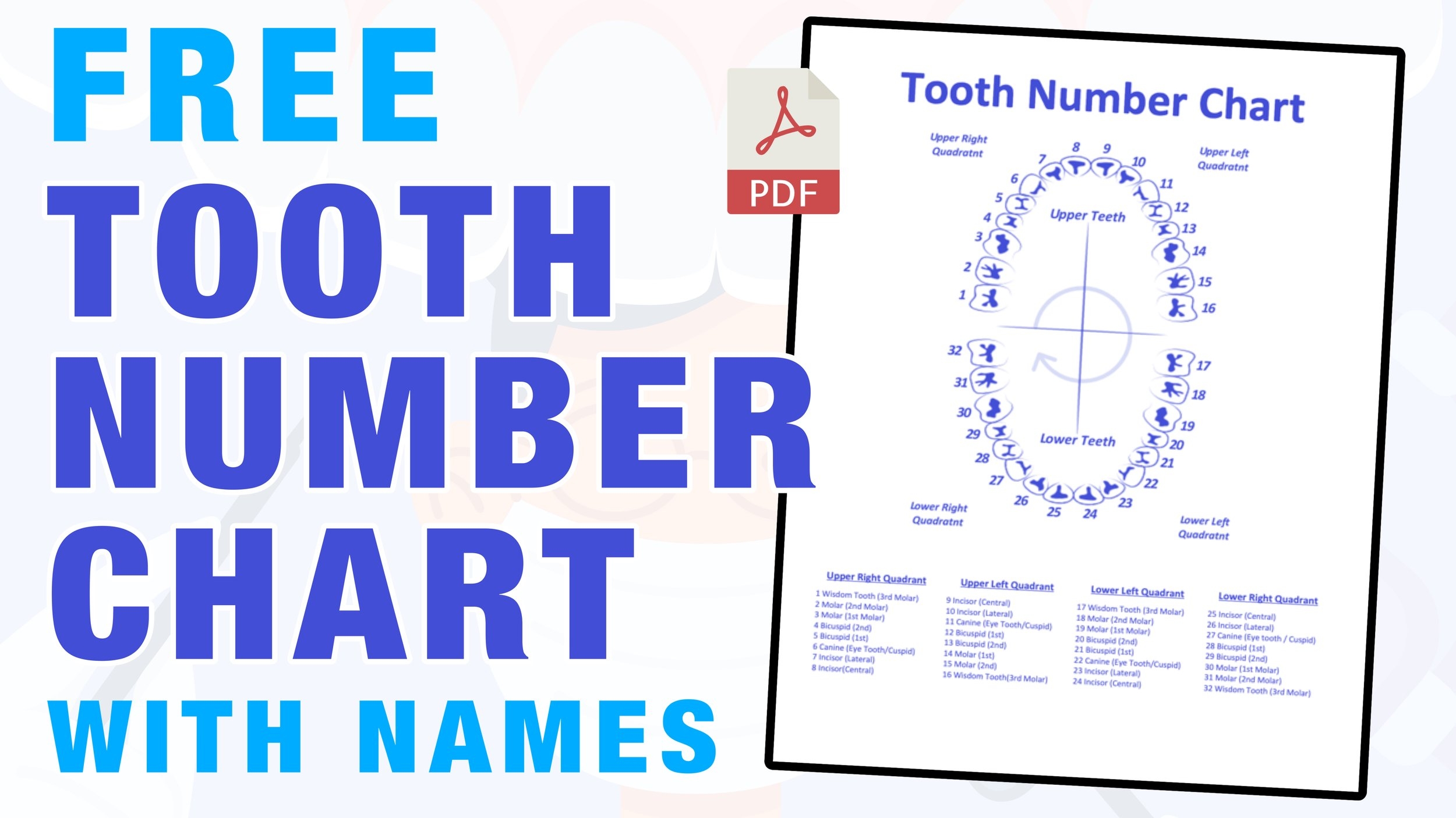 Tooth Chart Printable Printable Free Templates