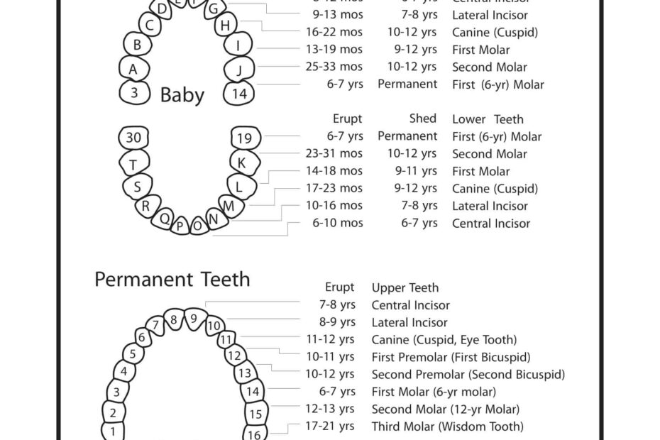 Tooth Chart Printable Templates Bilarasa