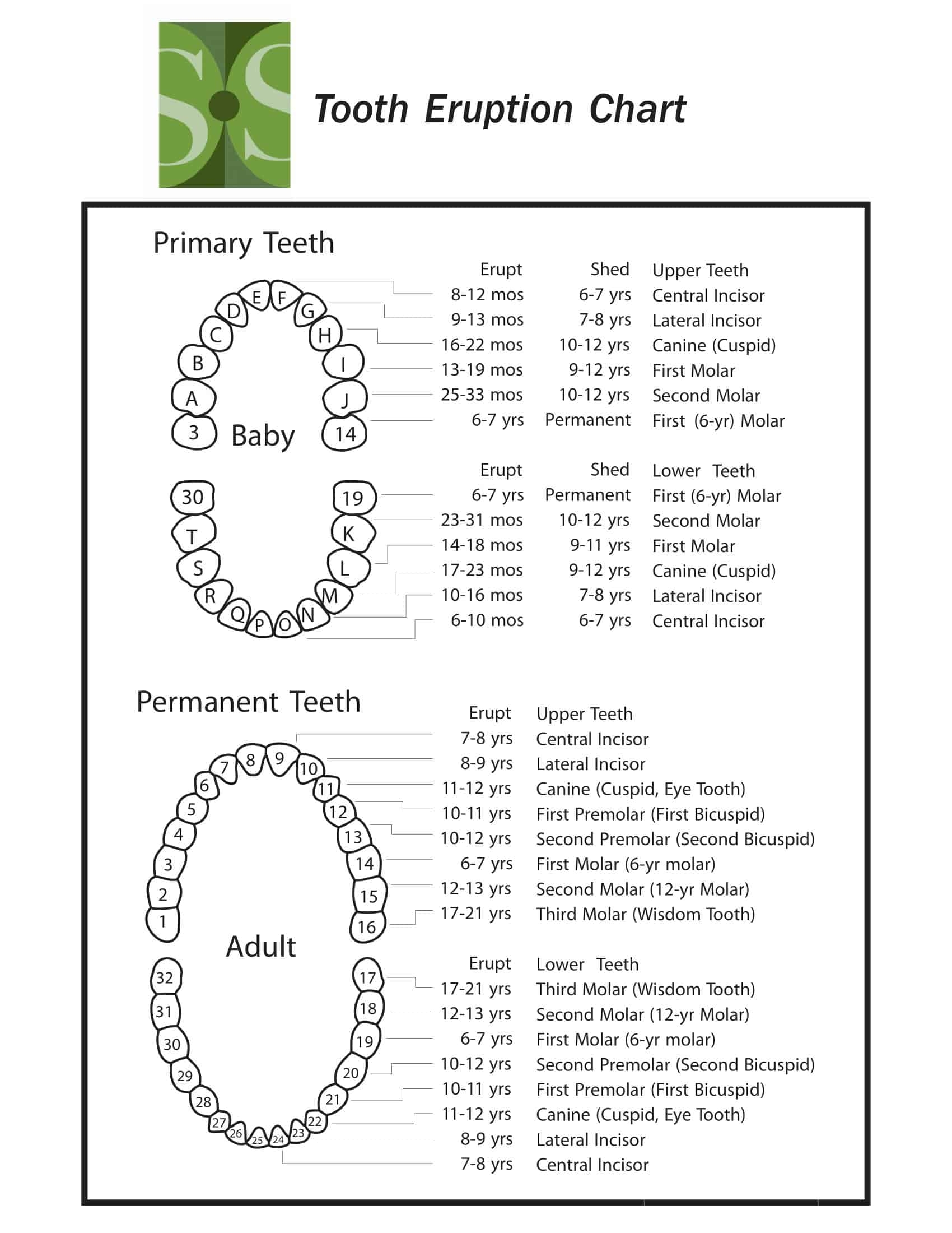 Tooth Chart Printable Templates Bilarasa